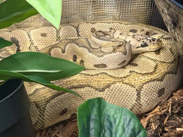 Downsizing reptiles 1