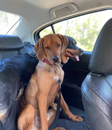 Dog training, boarding and off or on leash adventures! (Naples)63977625428227123