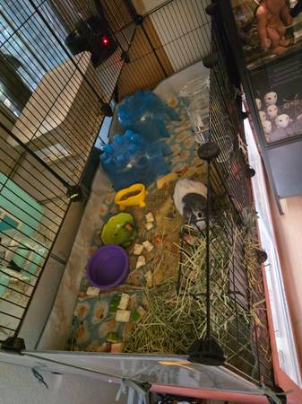 Guinea pigs for rehoming (Vacaville)63881395514497124