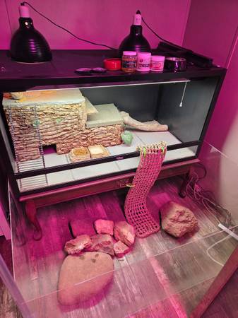 Entire Bearded Dragon Setup 1