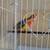 Rosella 3 thumbnail