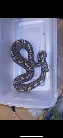 Geckos y Serpiente63660366599171122