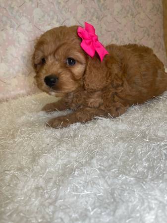 Cockapoo (Mission)64148953356546121