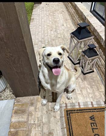 Labrador retriever (Edinburg)64148953168386120