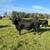 Black Angus Bull 2 thumbnail