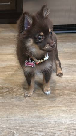 Pomeranian63860184258817121