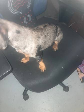Rehoming 11 m female blue brindle dashshund (Kansas City Kansas)63623063324417122