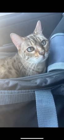 Rehoming Female Bengal Cat (Austin)63975349612419120