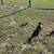 Rouen ducklings 2 thumbnail