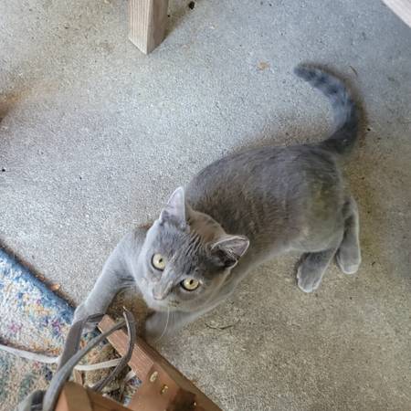 Gatita hembra (concord / pleasant hill / martinez)63861571516035121