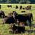 Wagyu cattle 9 thumbnail