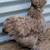 Silkie Hens ~All Feather Types Silkie, Satin, Frizzle, Satin Frizzle 1 thumbnail