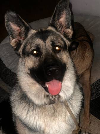 GS y malinois de Bélgica63874560717441124