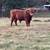 Proven Mid-sized Highland Bull 3 thumbnail