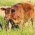 Steers and Heifers 1 thumbnail
