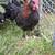 French black copper maran rooster 1 thumbnail