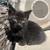 Kittens 3 thumbnail