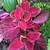 COLEUS HOUSEPLANT-Beautiful Colour All Year Long-Just $5 6 thumbnail