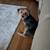 Male yorkie 2 thumbnail