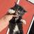Female black and white kittens 6 thumbnail