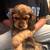 Cocker Spaniel 3 thumbnail