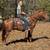 Red Roan Quarter Horse Broke to Ride - Carl 1 thumbnail