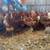 CHICKEN PULLETS 1 thumbnail