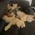 Kittens looking for a loving home 1 thumbnail