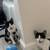 Kittens available for immediate adoption. 6month old sisters 2 thumbnail