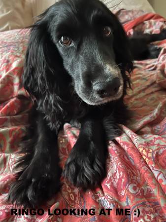 PERRO PERDIDO PEQUEÑO NEGRO AMIGABLE (CAPE GIRARDEAU)63612039857921122
