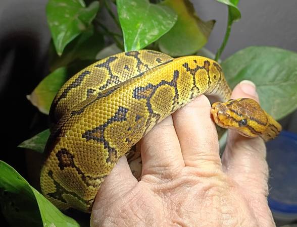 Ball Python Babies 1