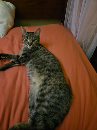 Missing Kitten (Carbondale)63981875243395120