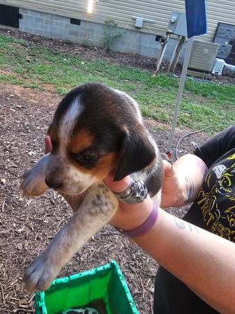 Cachorros Beagle Puros (Spartanburg)63661423897475121