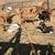 Goats sheep 2 thumbnail