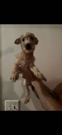 Chihuahua/Terrier mix puppies (Ojai)63686109337219121