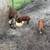 Piglets 1 thumbnail