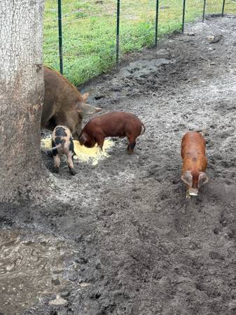 Piglets 1