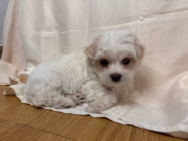 Morkie puppy 1