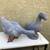 Pair of adorable cement garden duck statues 1 thumbnail