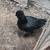 Silkie. Chickens 13 thumbnail