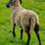 lambs / sheep/ rams 6 thumbnail