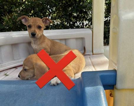 Chi weenie puppies 1