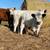 Mini Cattle 1 thumbnail