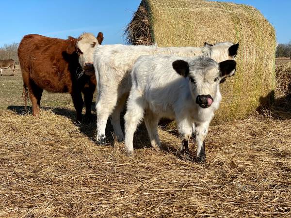 Mini Cattle 1
