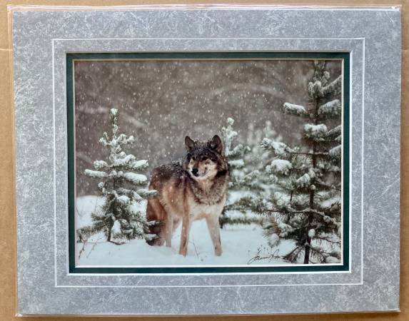 Wolf in Winter - James T. Jones Signed Photograph 1
