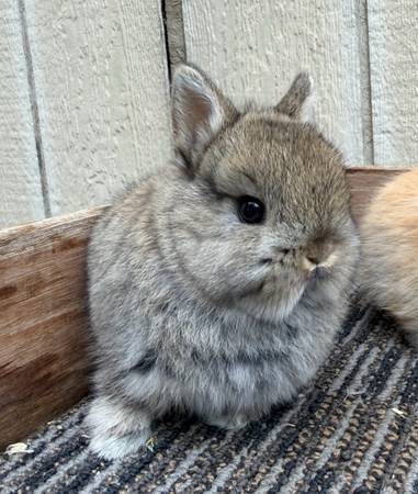 Netherland Dwarfs/Holland Lop 1