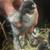 EGG LAYER CHICKS 9 thumbnail