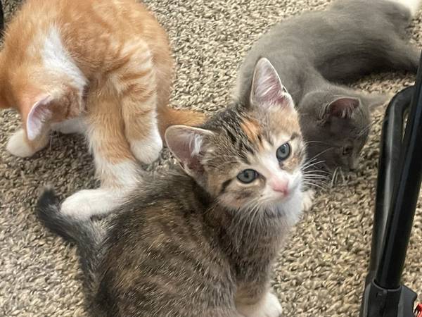3 Gatitos Rescatados (Los Ángeles)63865302885121123
