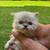 Newborn Persian kittens 12 thumbnail