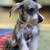 Puppy schnauzer miniature female rehoming 2 thumbnail